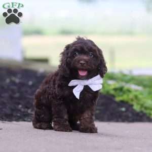 Alex, Cockapoo Puppy